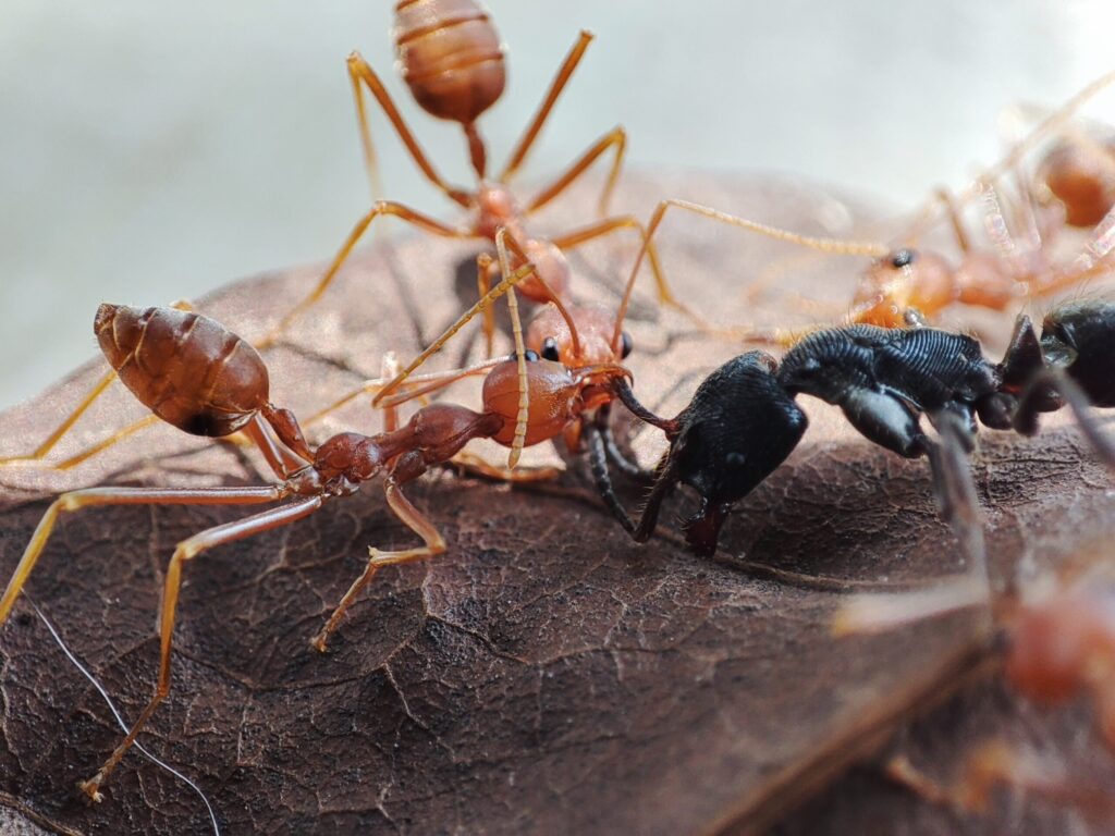 Red Ants & Black Ants ,The True Enemy Is The One Shaking The Jar ...